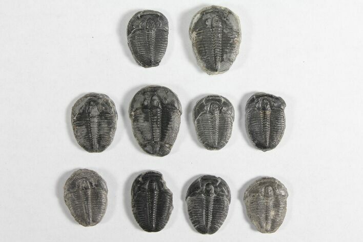 Lot: / Elrathia Trilobites - Pieces #92031